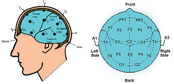 brain graph